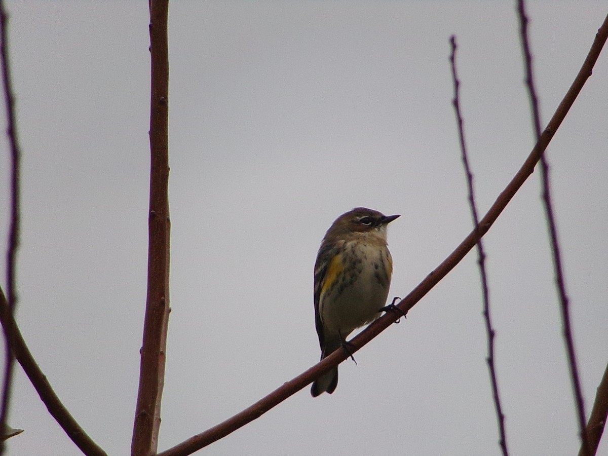Yellow-rumped Warbler (Myrtle) - ML646407684