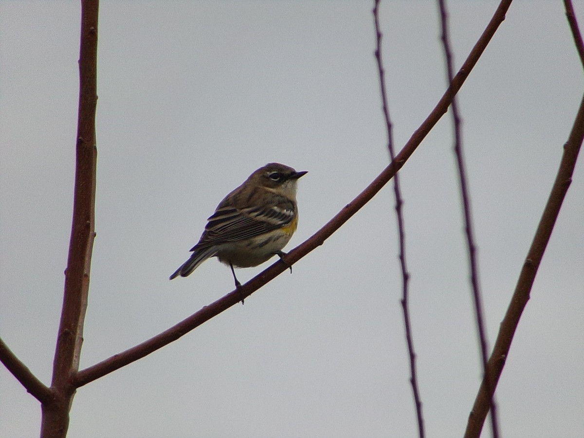 Yellow-rumped Warbler (Myrtle) - ML646407685