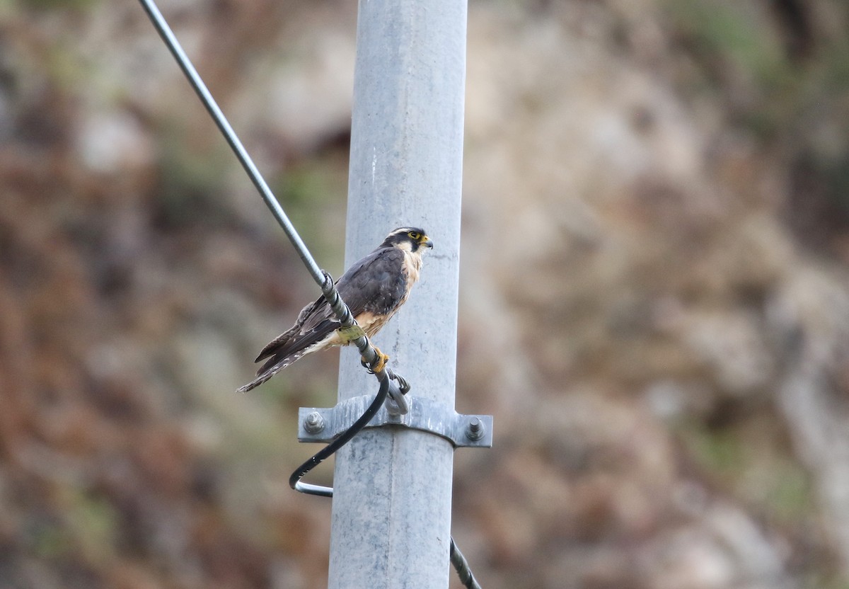 Aplomado Falcon - ML646407686