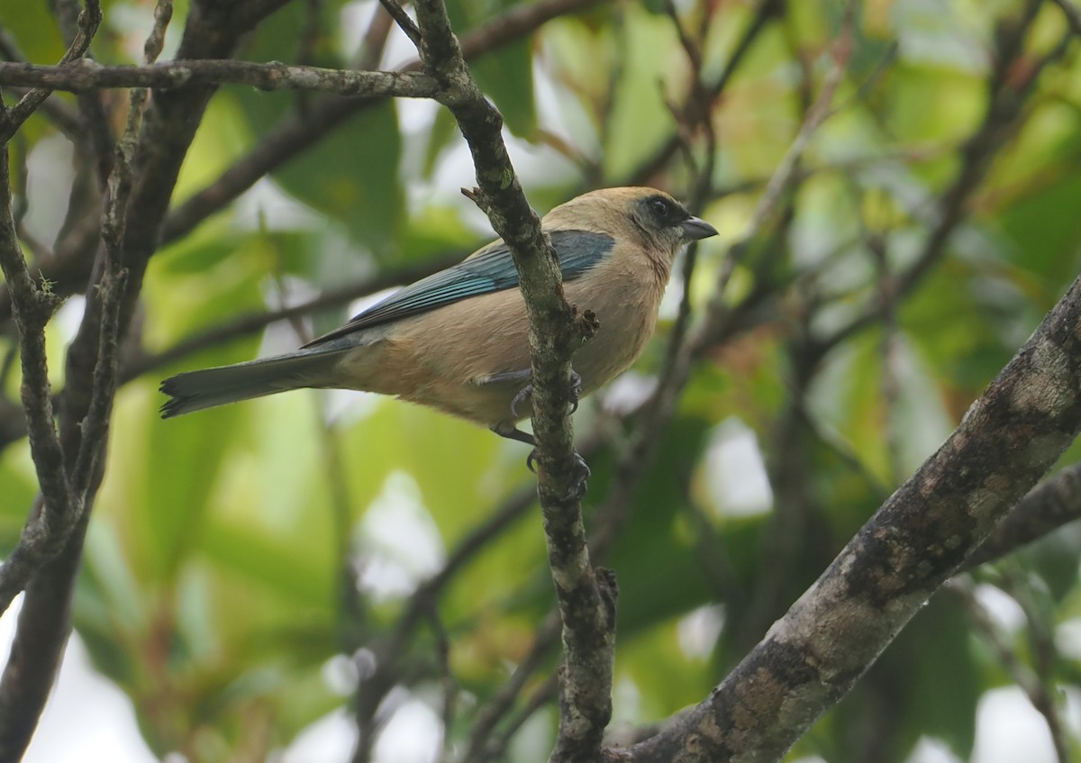 Green-capped Tanager - ML646407688