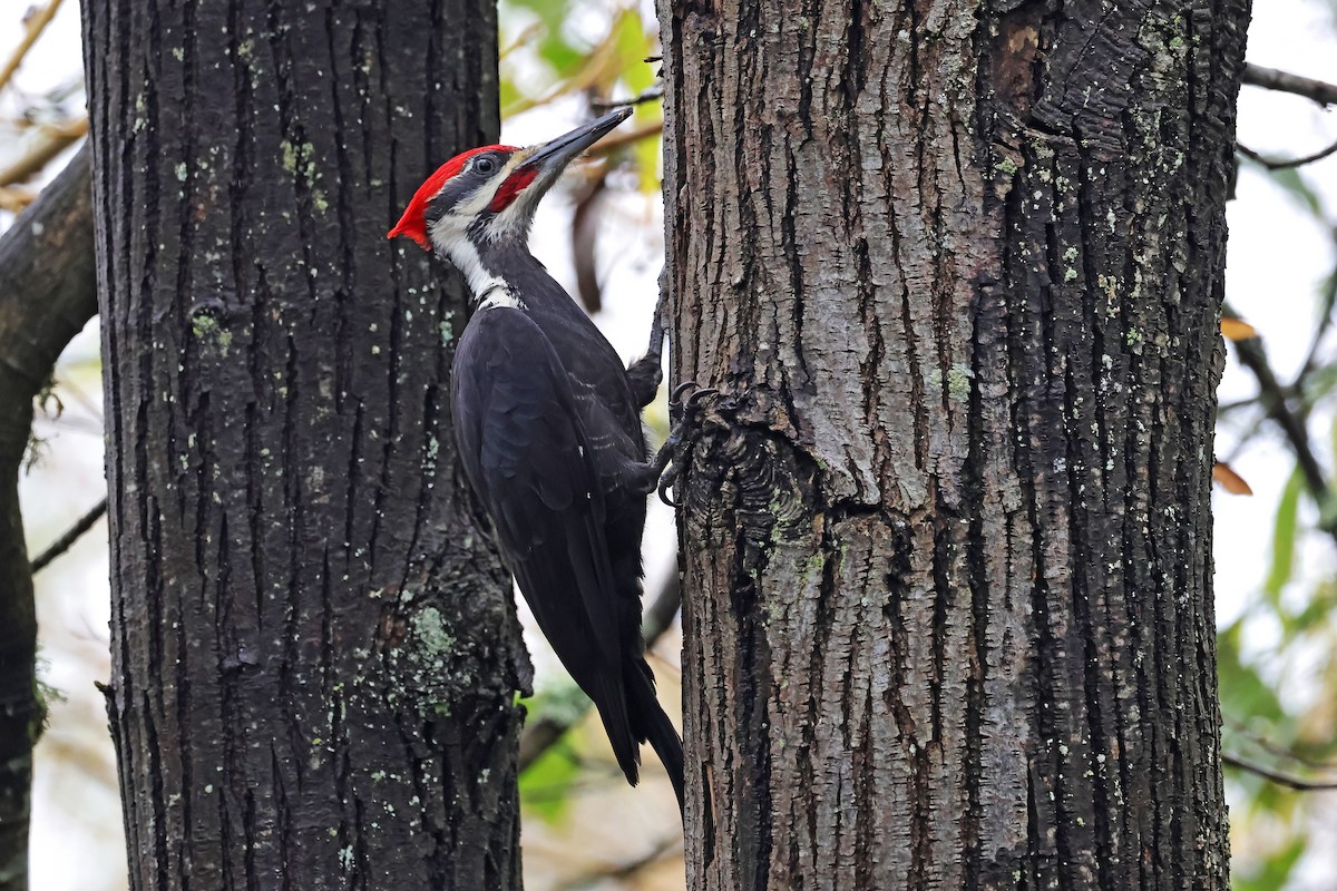 datel chocholatý - ML646407690