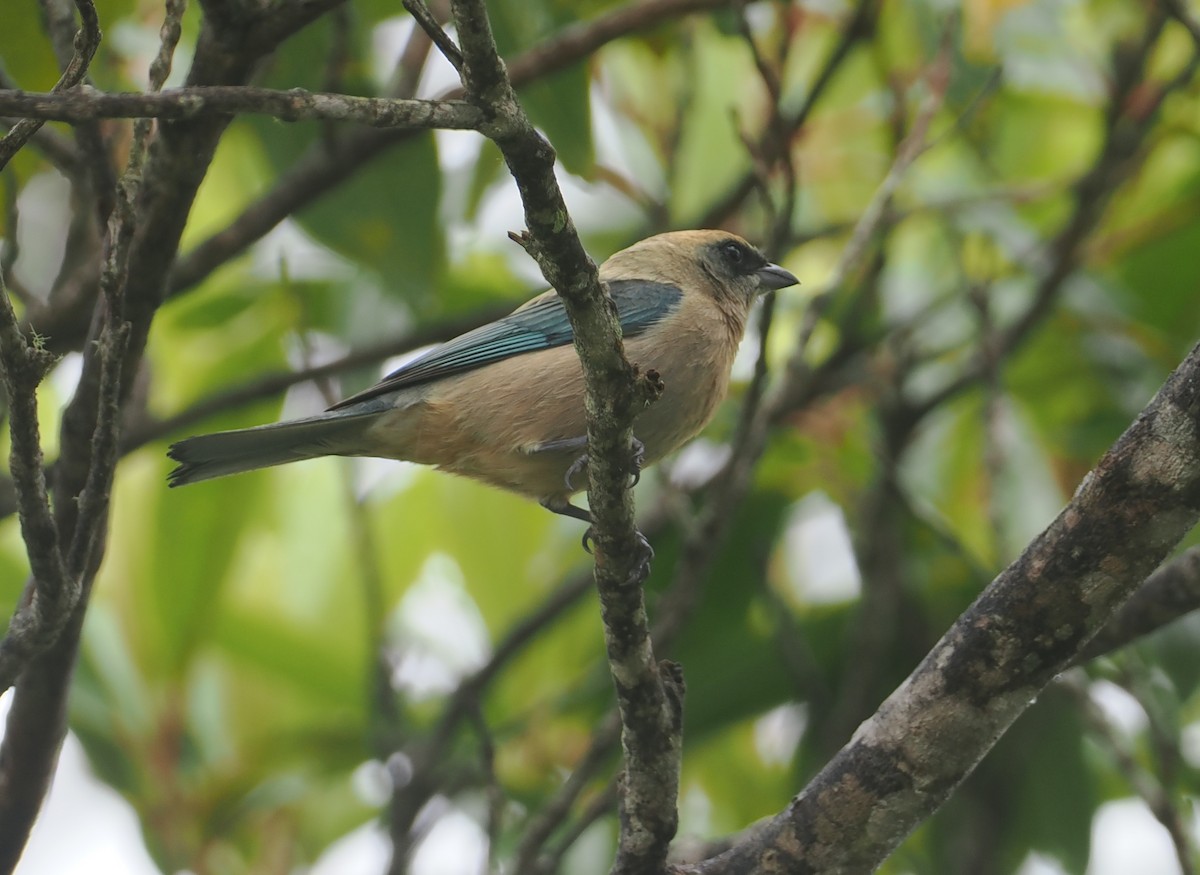 Yeşil Alınlı Tangara - ML646407697