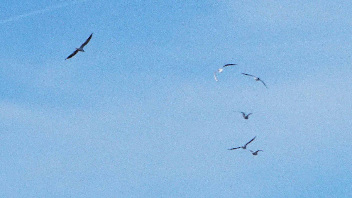 Black-headed Gull - ML646407698