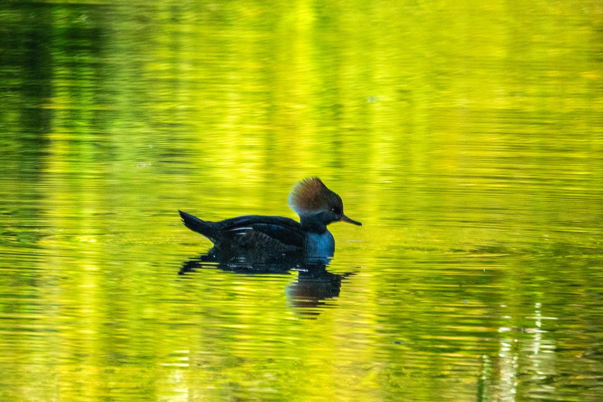 Smergo dal cappuccio - ML646407700