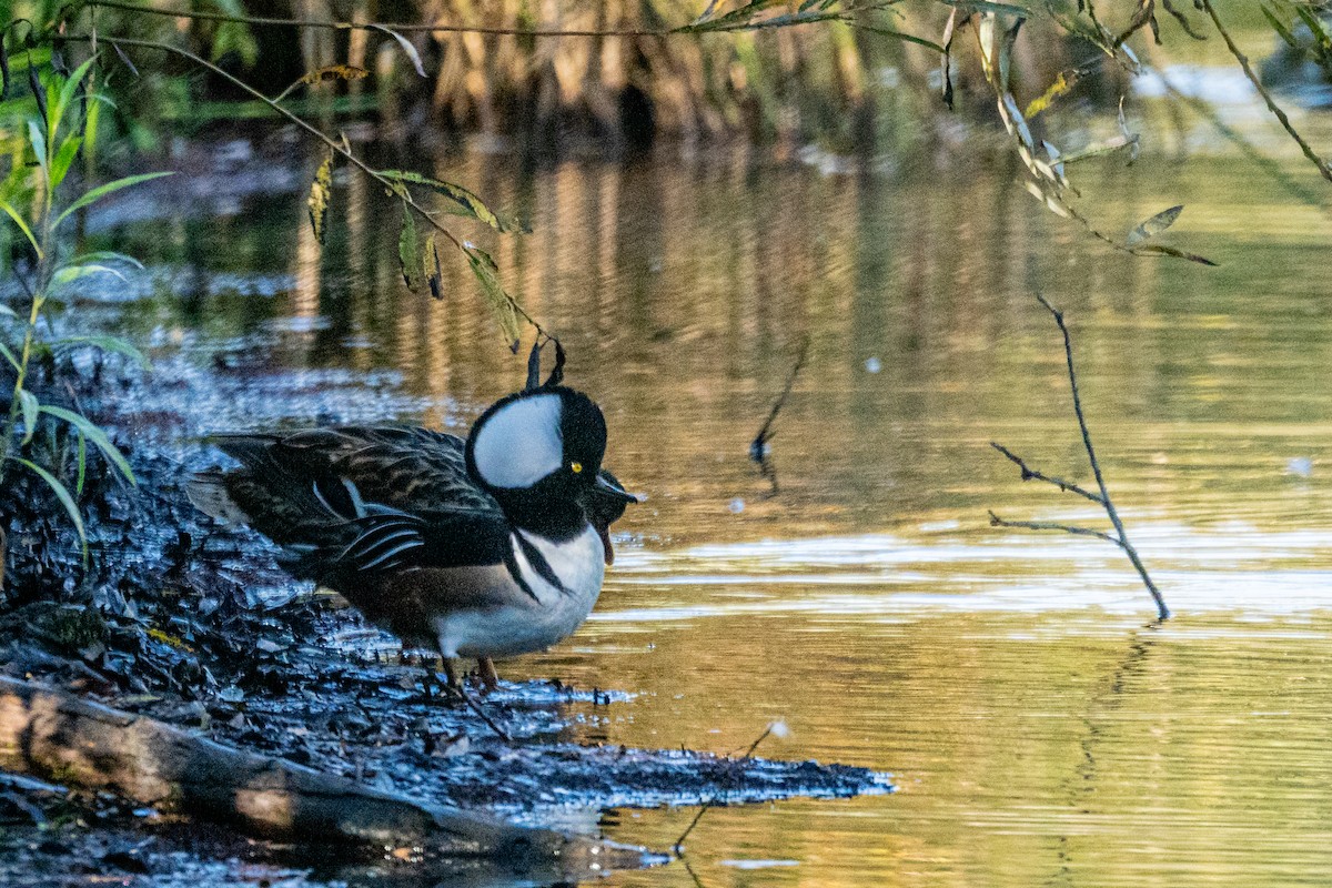 Smergo dal cappuccio - ML646407701
