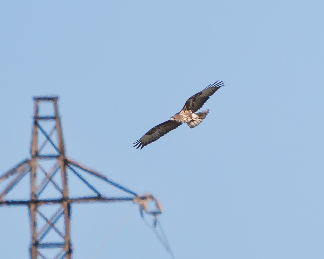 Common Buzzard - ML646407702