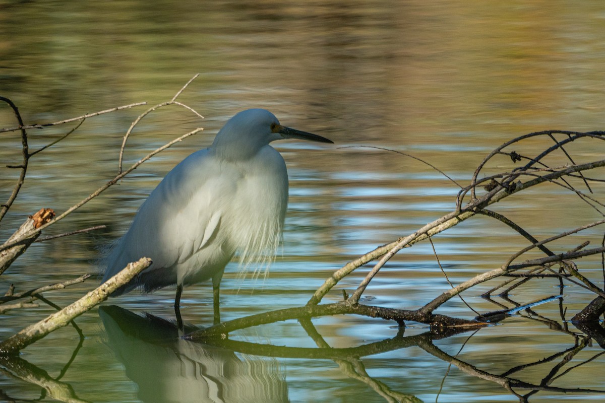 Snowy Egret - ML646407707