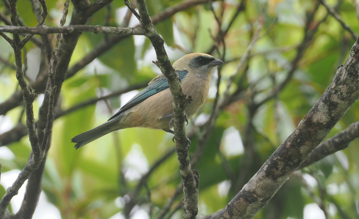 Yeşil Alınlı Tangara - ML646407708