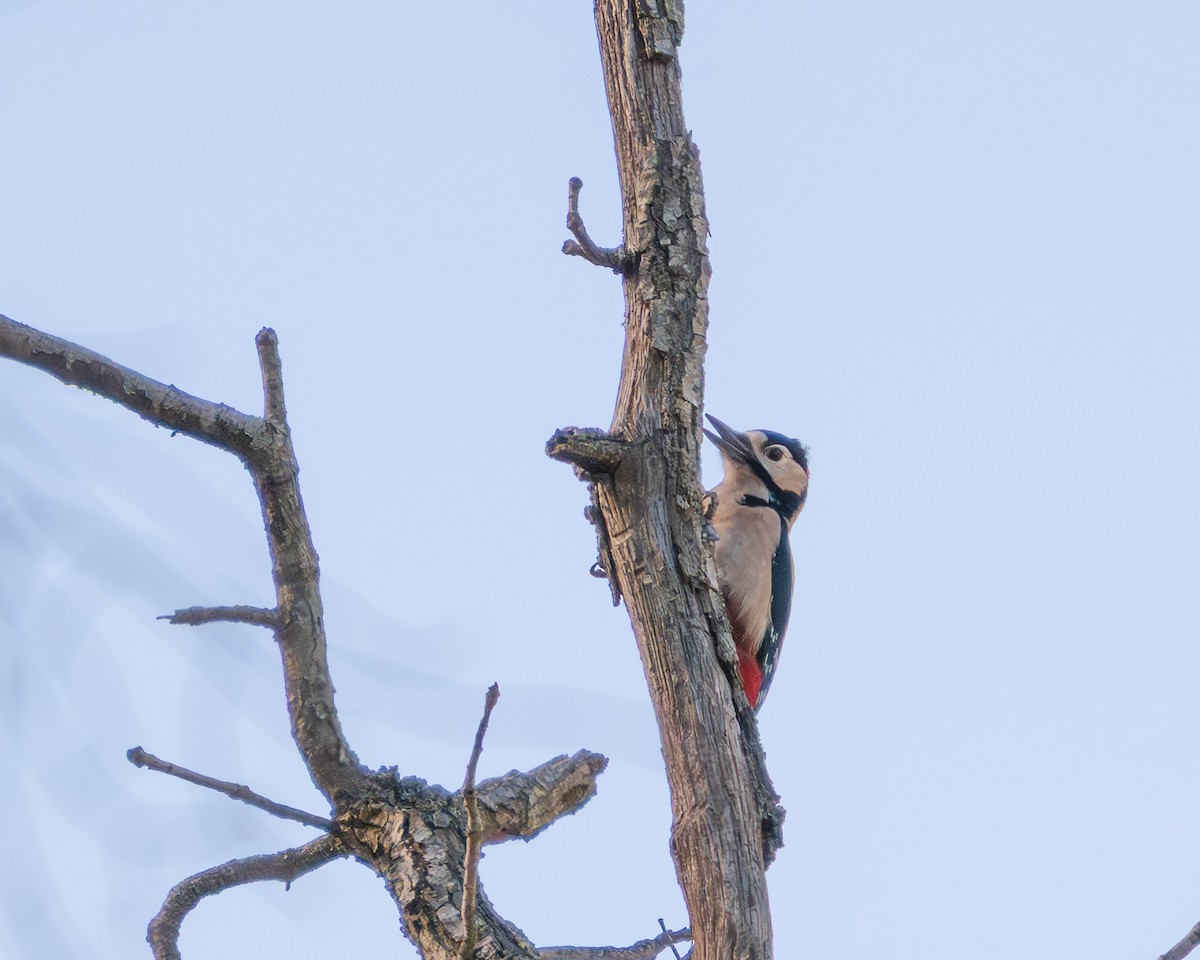 Great Spotted Woodpecker - ML646407709