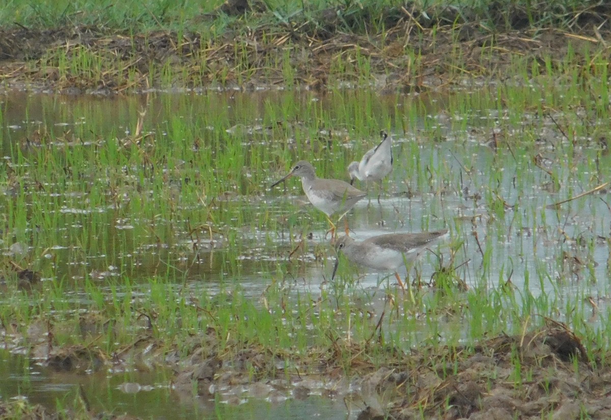 Common Redshank - ML646407710