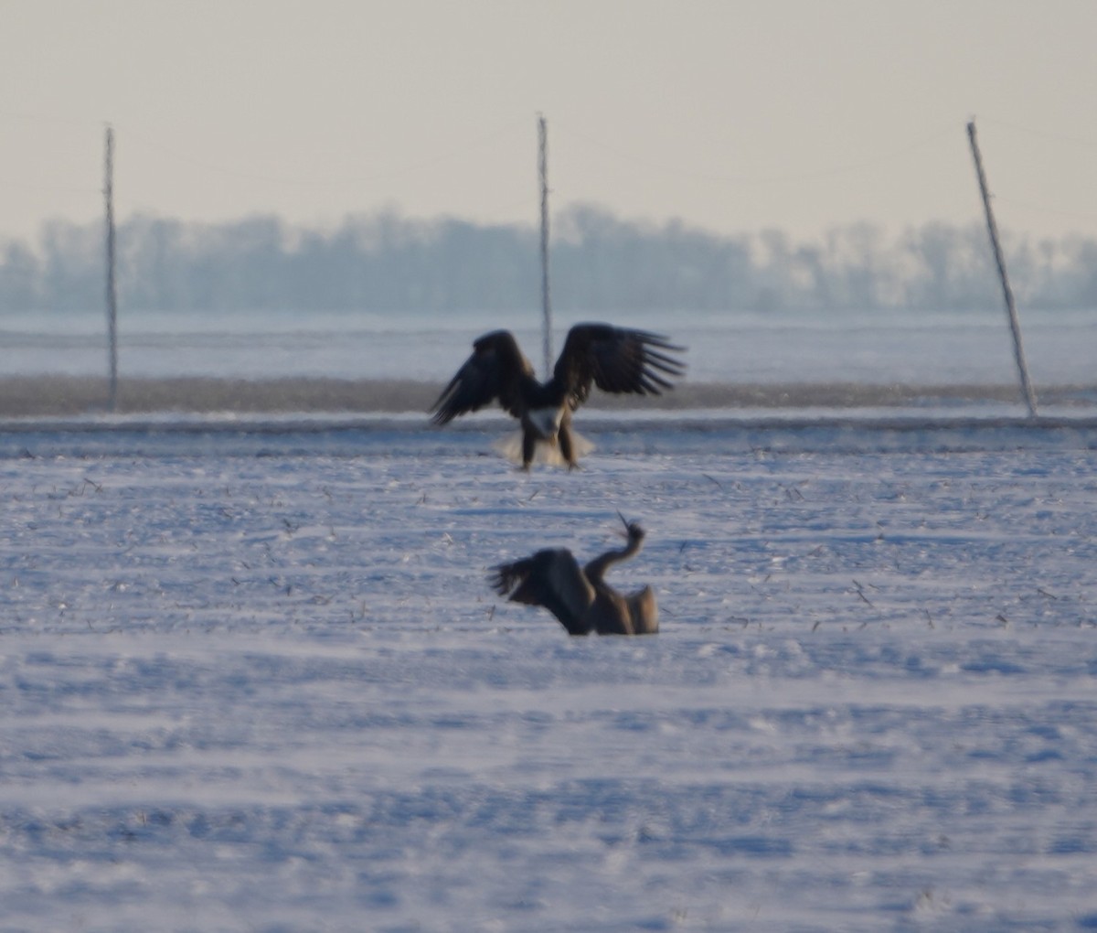 Bald Eagle - ML646407714