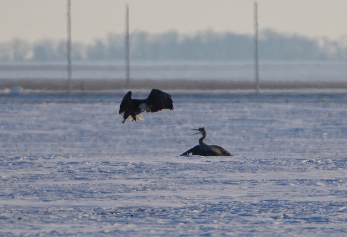 Bald Eagle - ML646407715