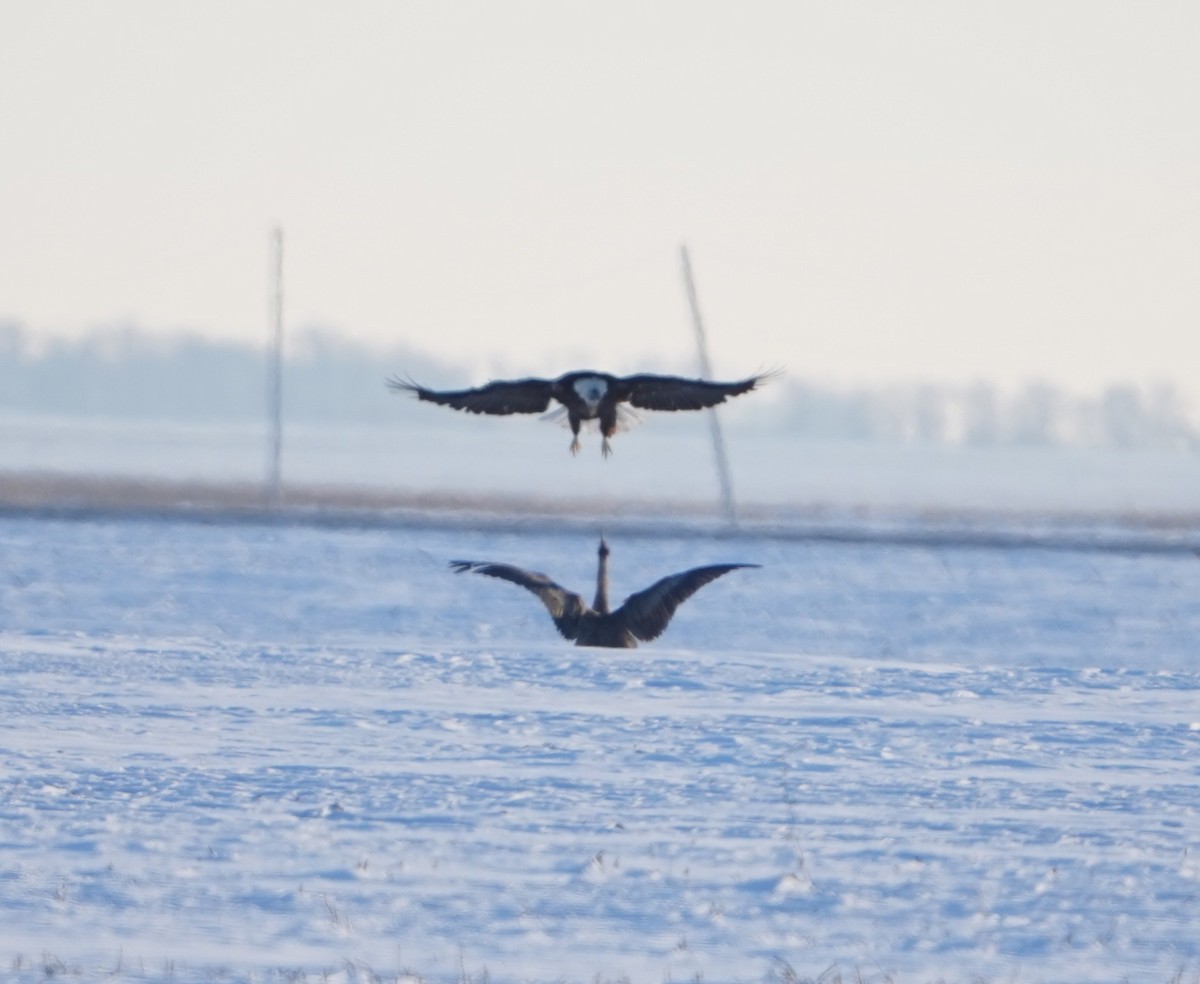 Bald Eagle - ML646407716