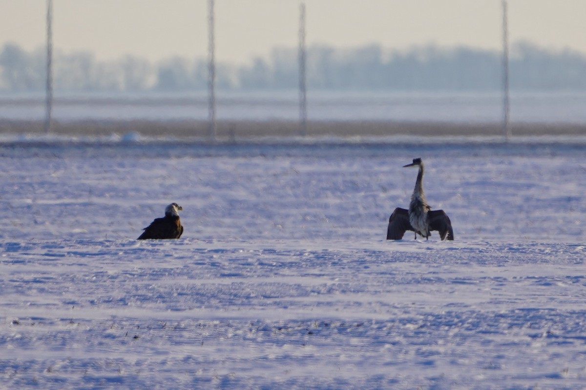 Bald Eagle - ML646407717