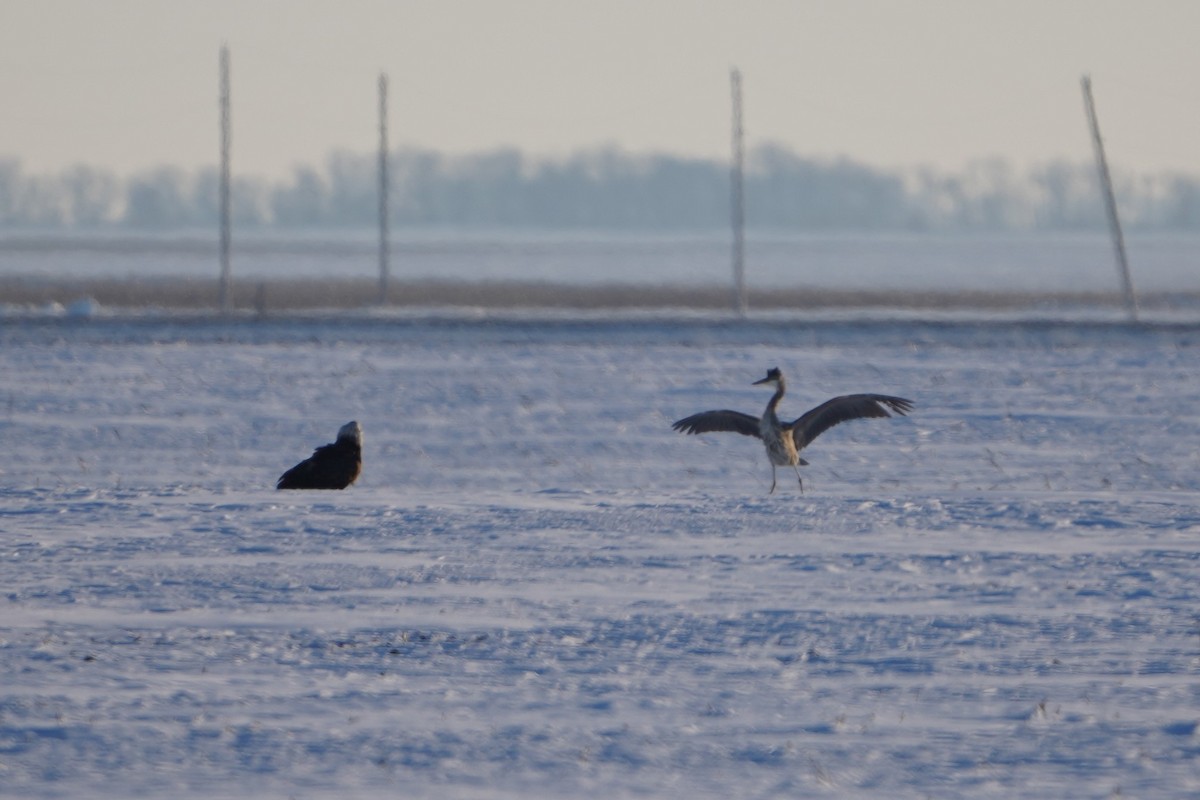 Bald Eagle - ML646407718