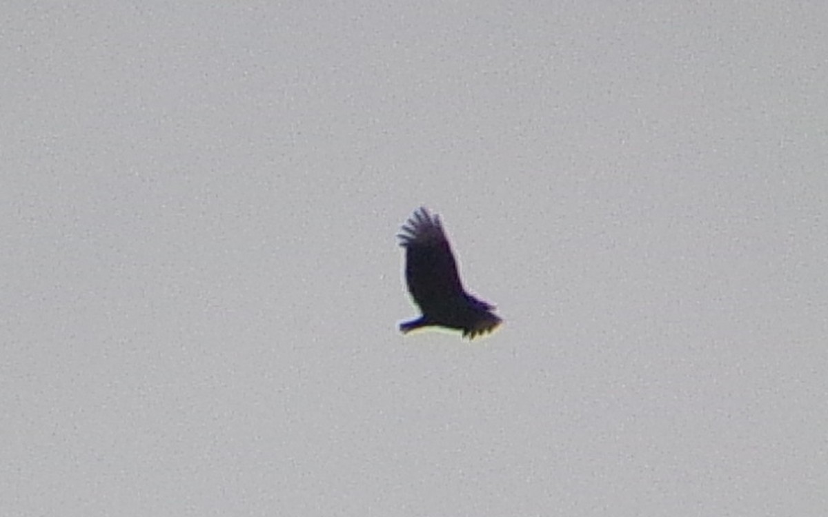 Black Vulture - ML646407719
