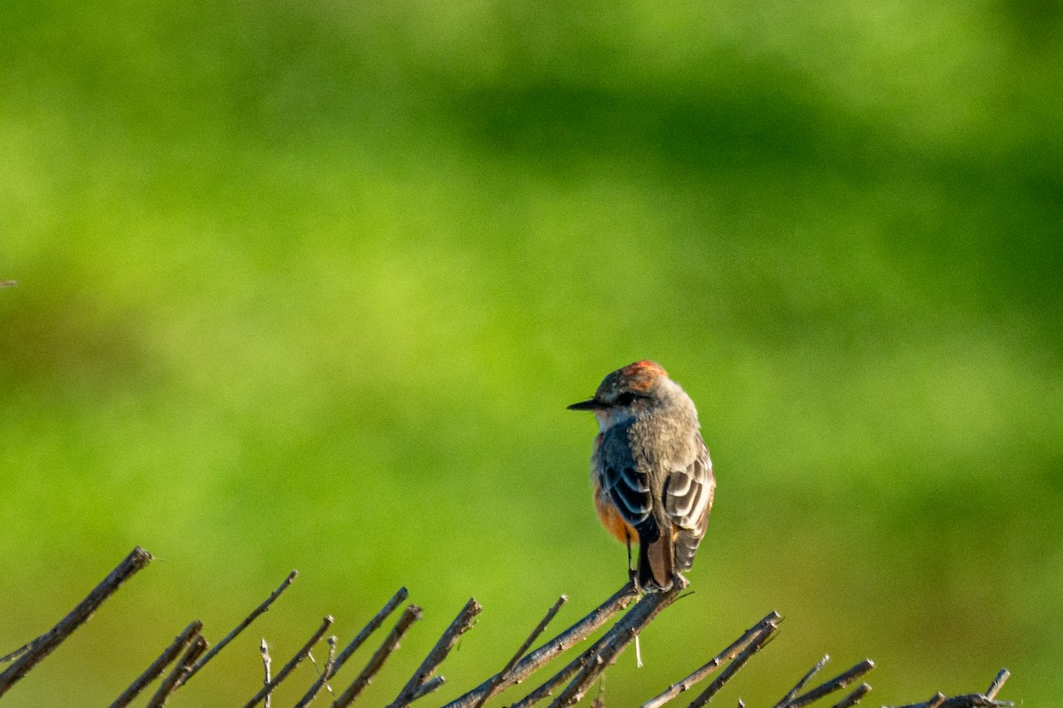 Vermilion Flycatcher - ML646407720