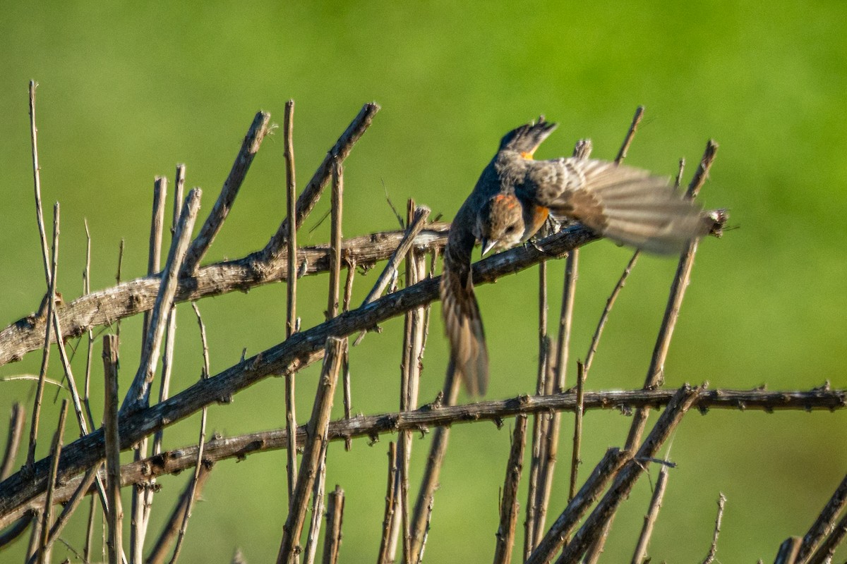Vermilion Flycatcher - ML646407721