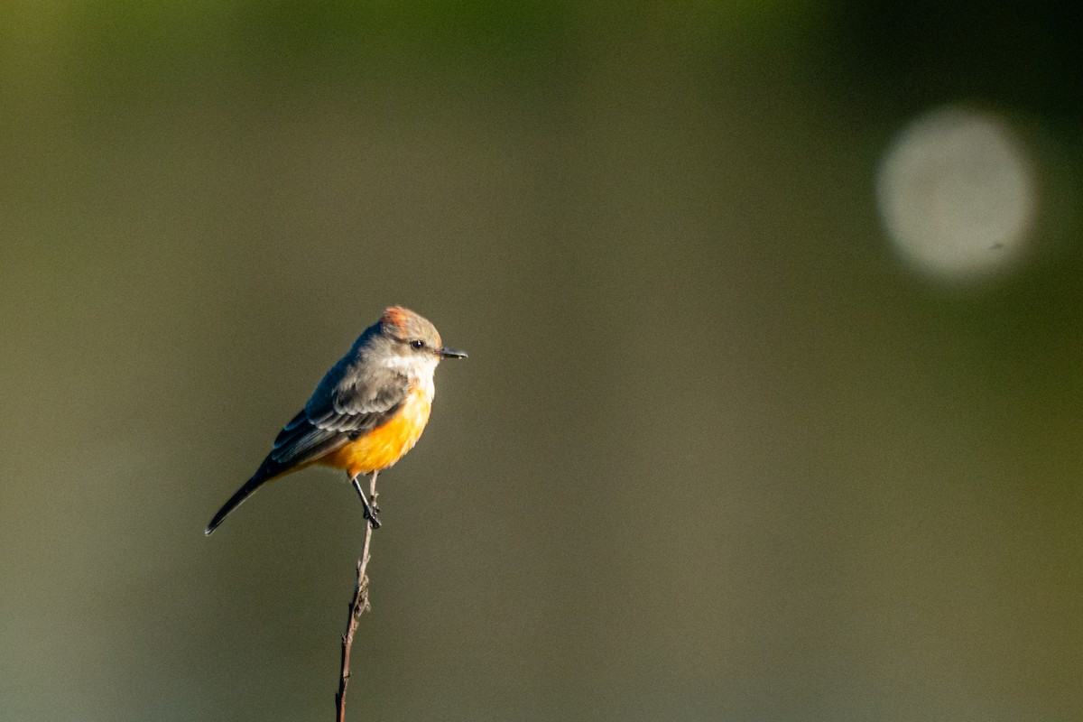 Vermilion Flycatcher - ML646407722