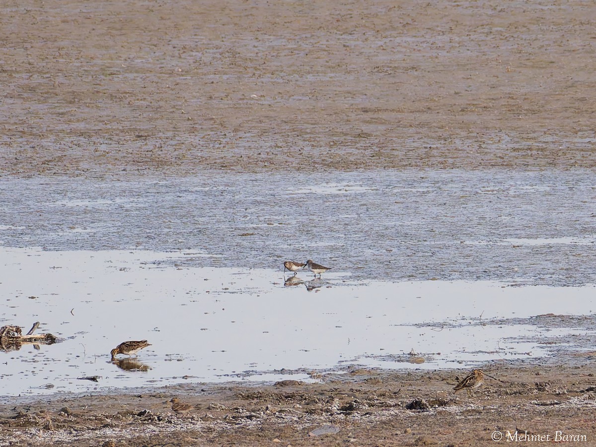 小濱鷸 - ML646407723