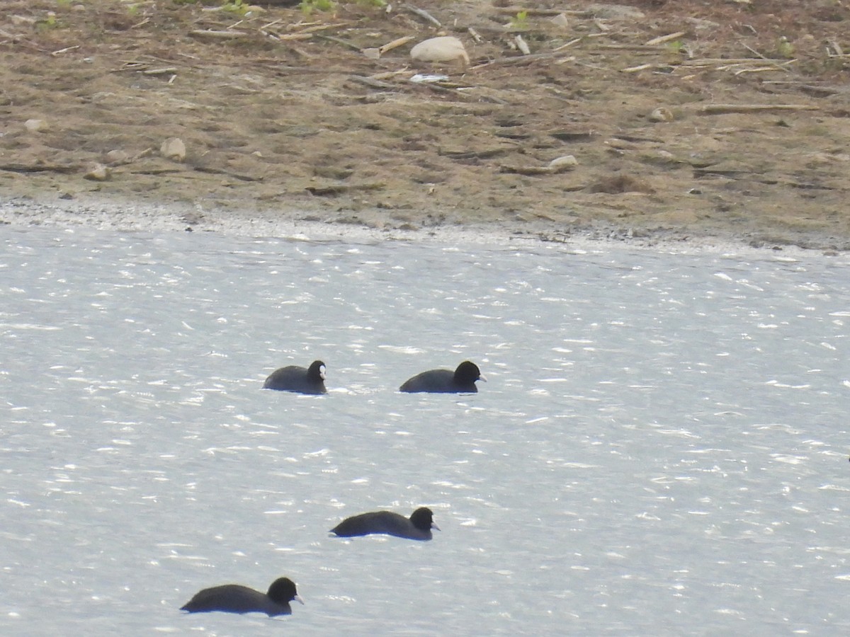 Eurasian Coot - ML646407724