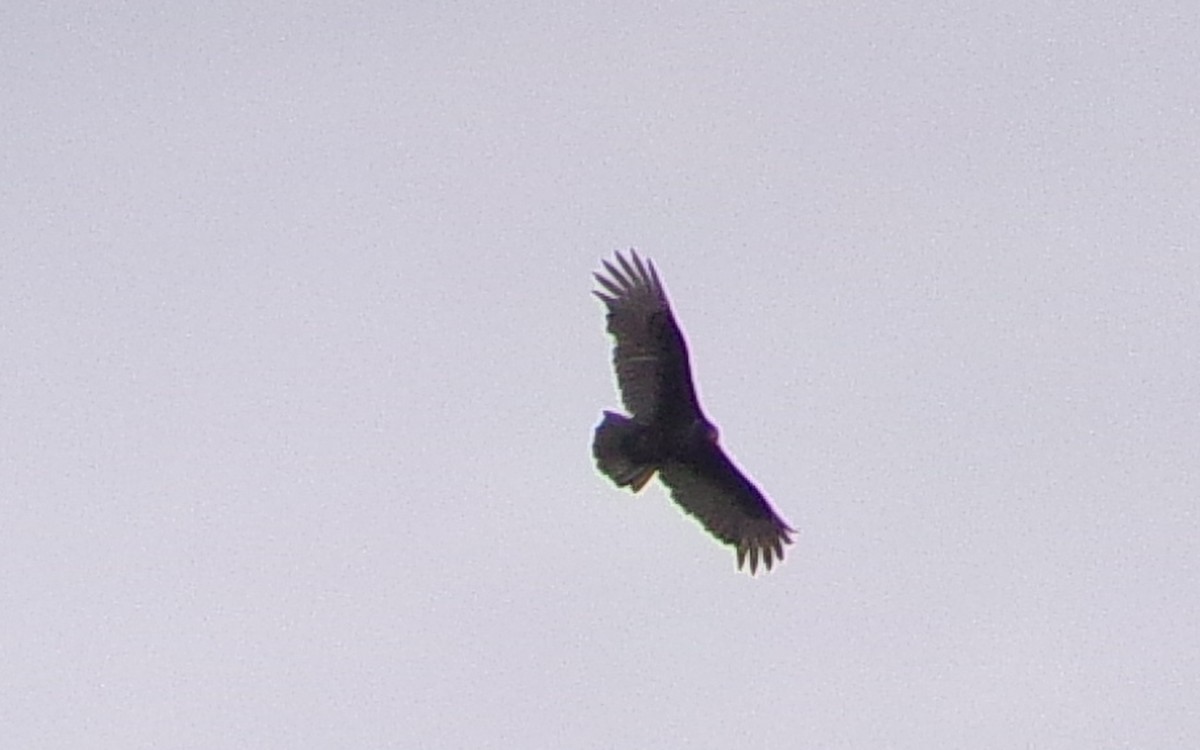 Turkey Vulture - ML646407725
