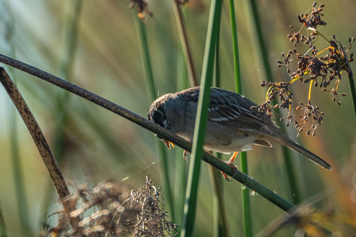 White-crowned Sparrow - ML646407726