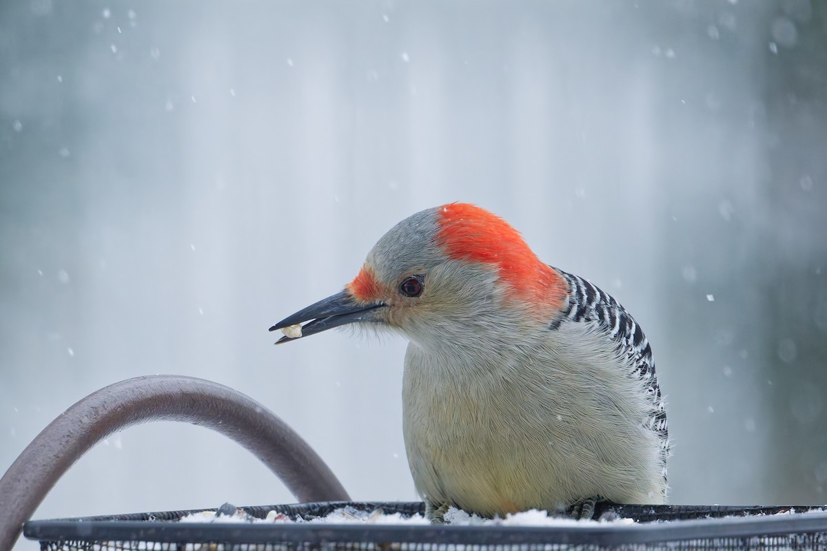 Red-bellied Woodpecker - ML646407727
