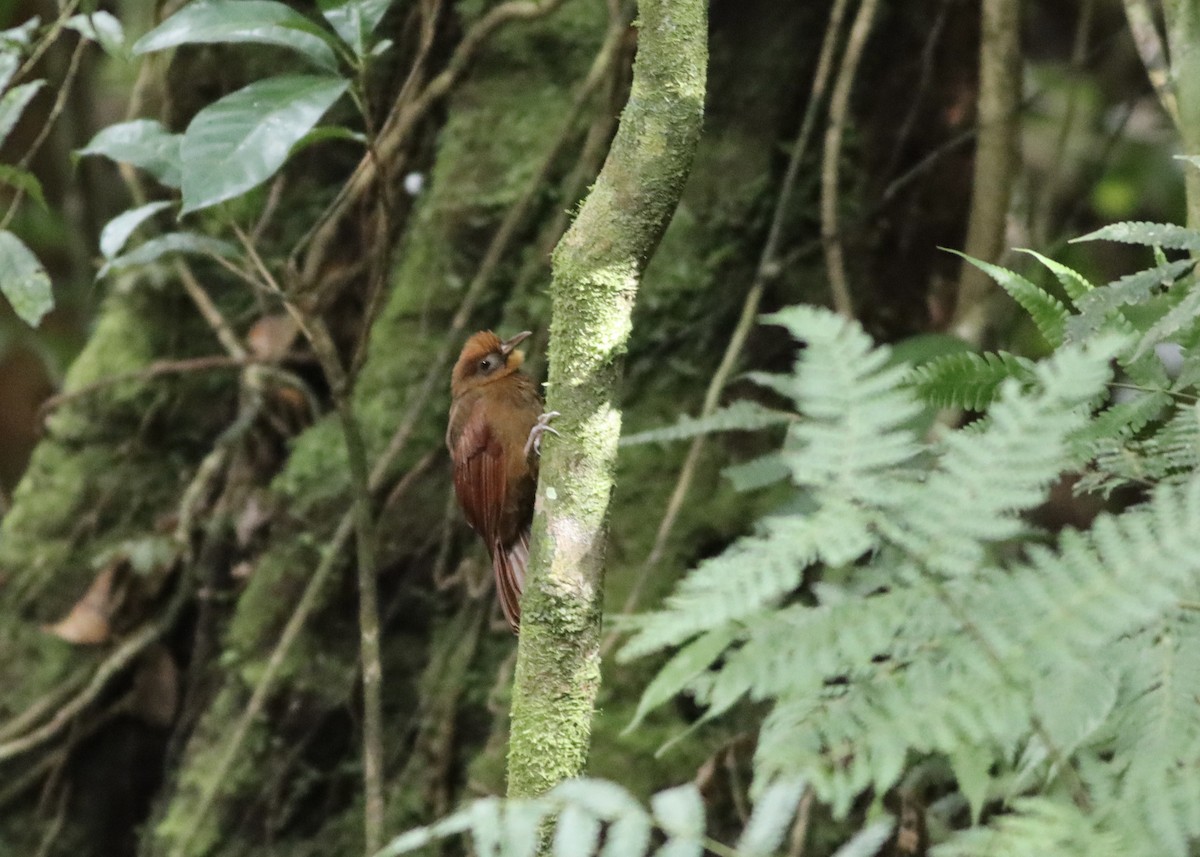 Ruddy Woodcreeper - ML646407729