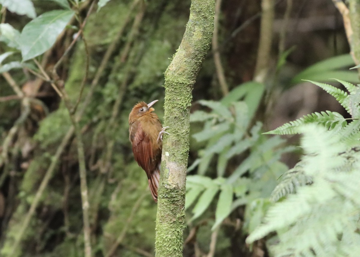 Ruddy Woodcreeper - ML646407730