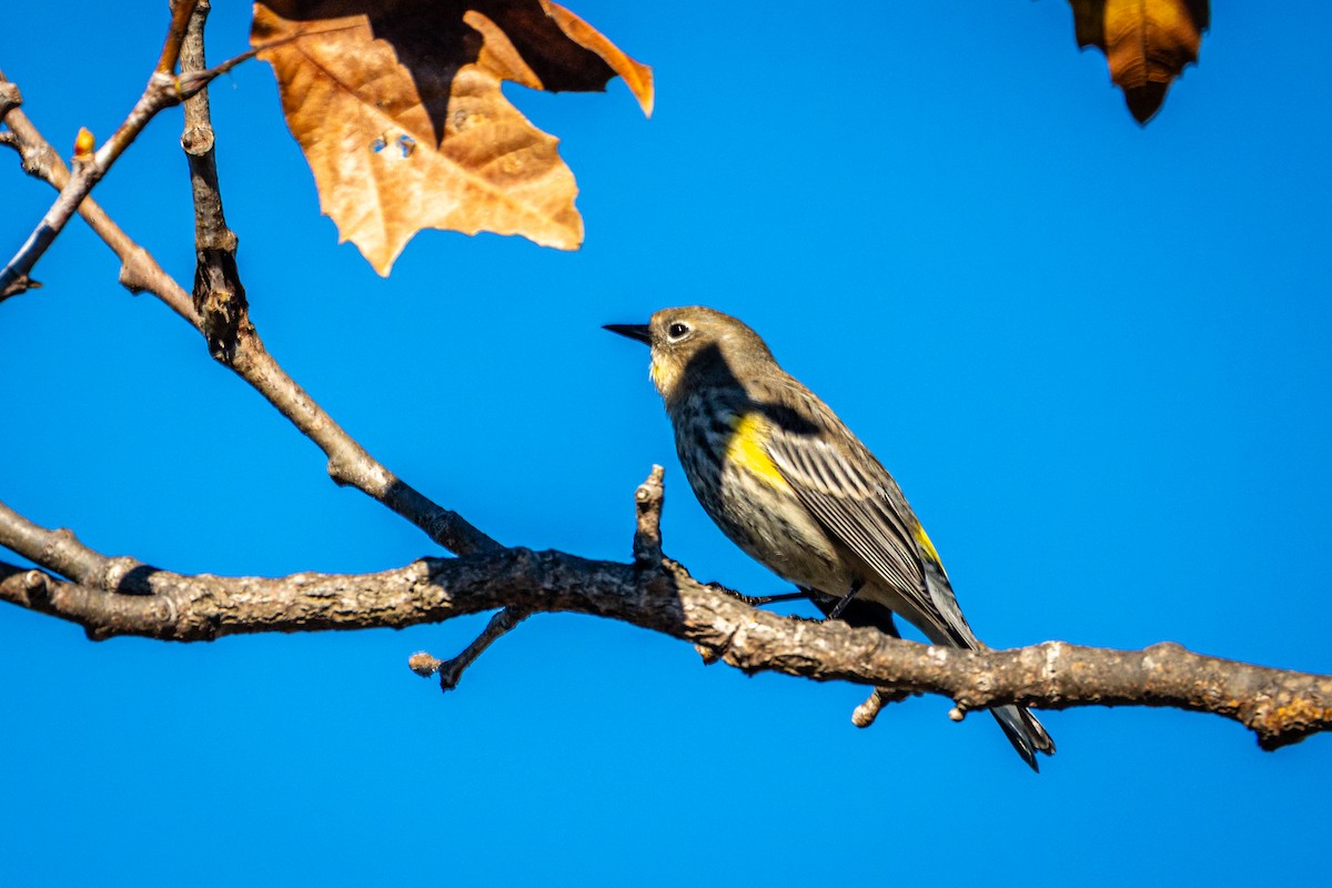 Yellow-rumped Warbler - ML646407731