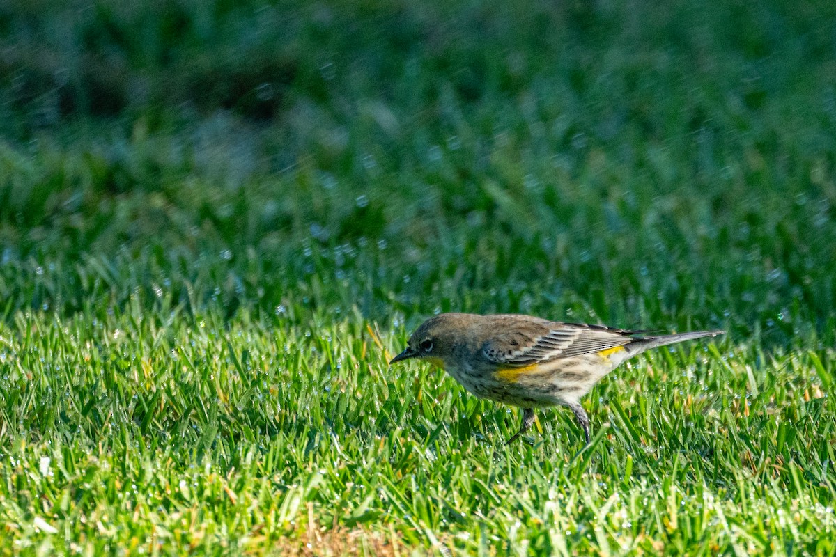 Yellow-rumped Warbler - ML646407732