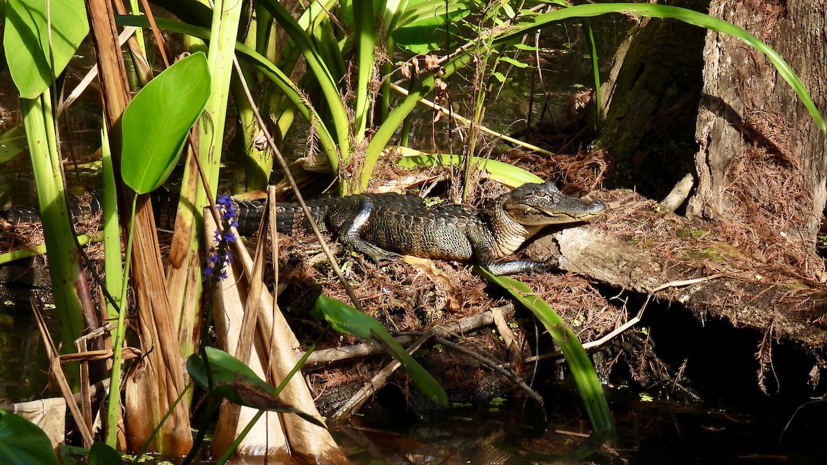 動物界 - ML646407735