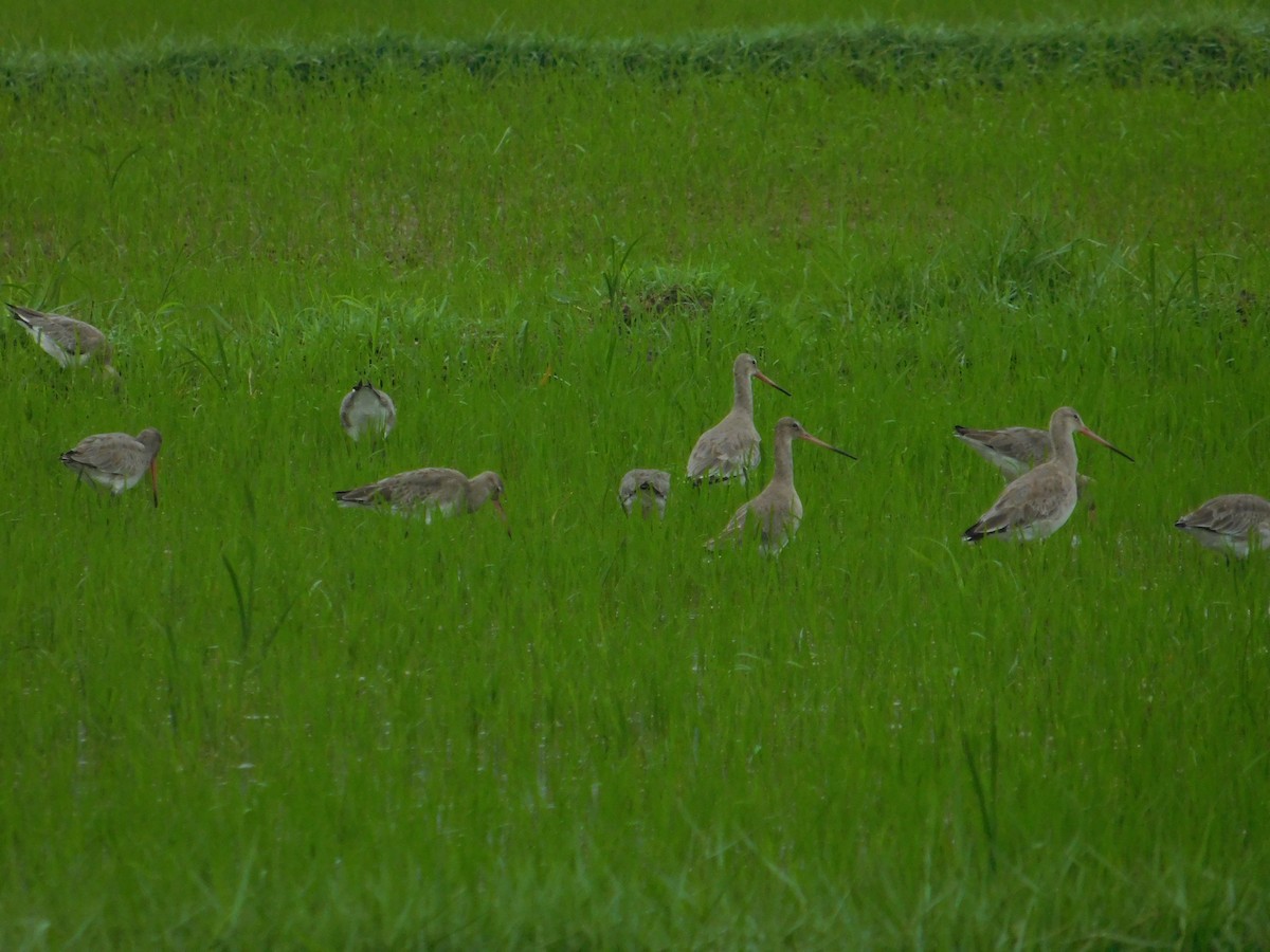 Black-tailed Godwit - ML646407736