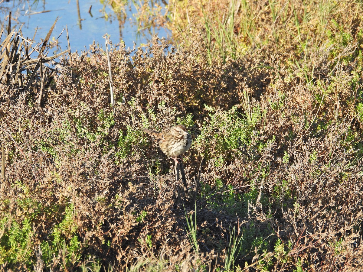 Song Sparrow - ML646407737