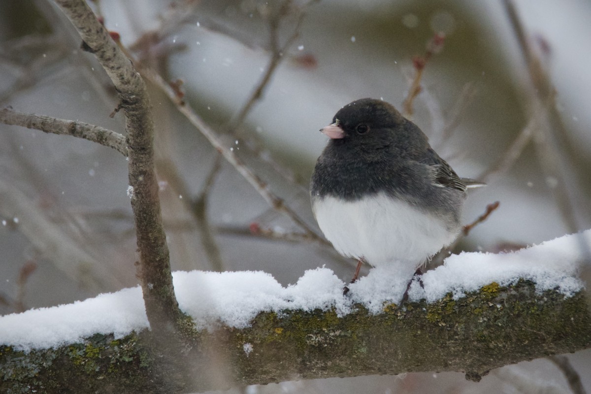 Dark-eyed Junco - ML646407739