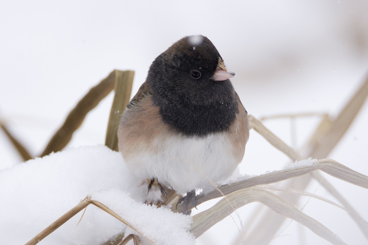 Dark-eyed Junco - ML646407740