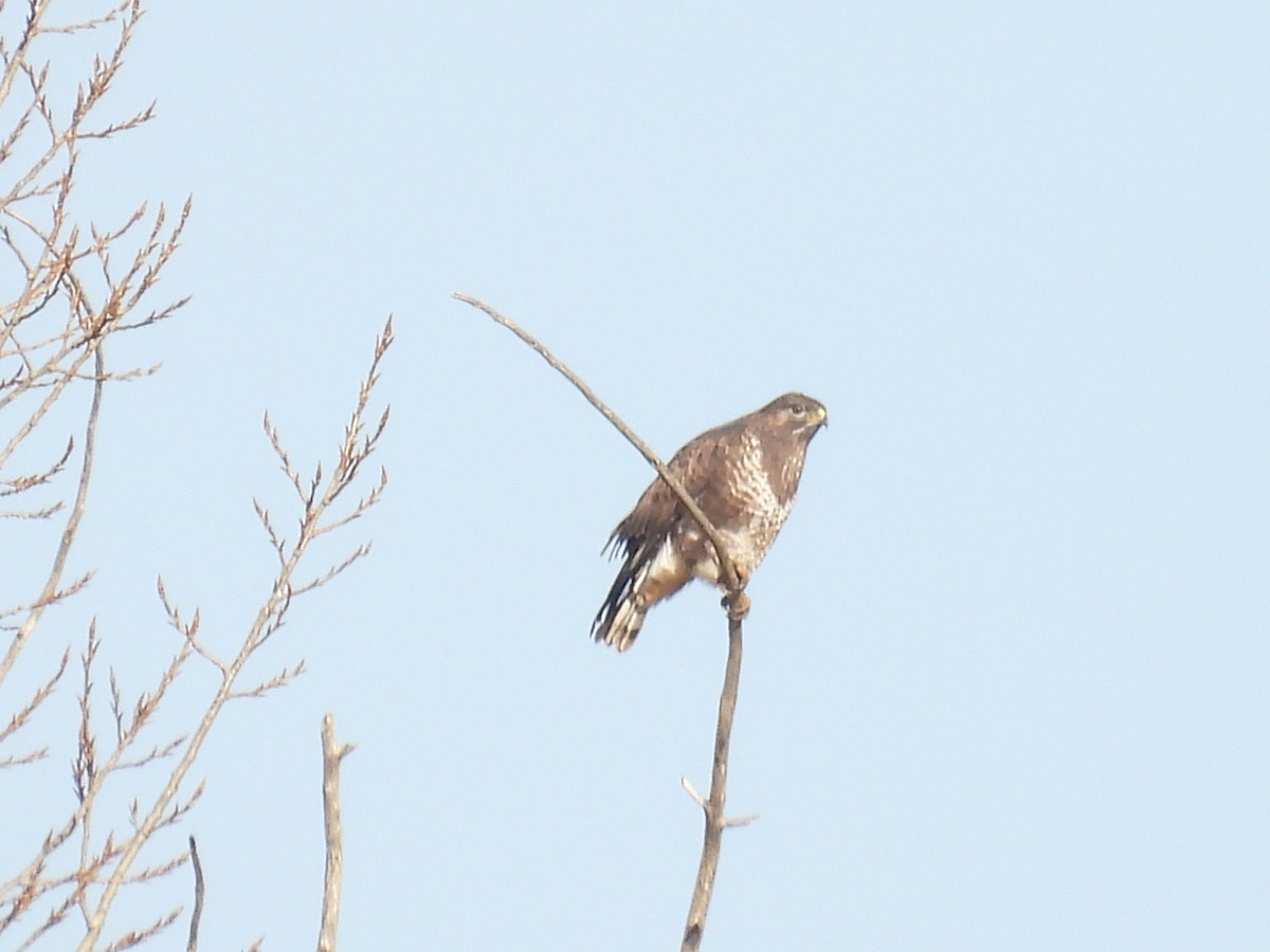 Common Buzzard - ML646407742