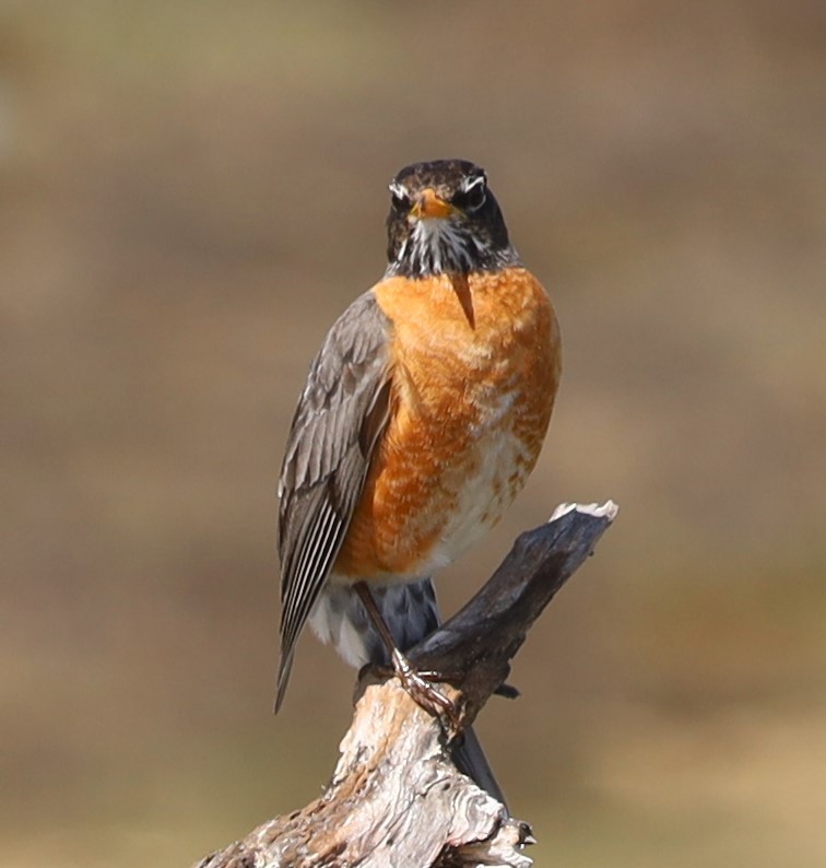American Robin - ML646407743