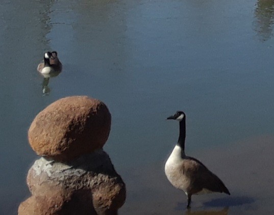 Cackling Goose - ML646407745