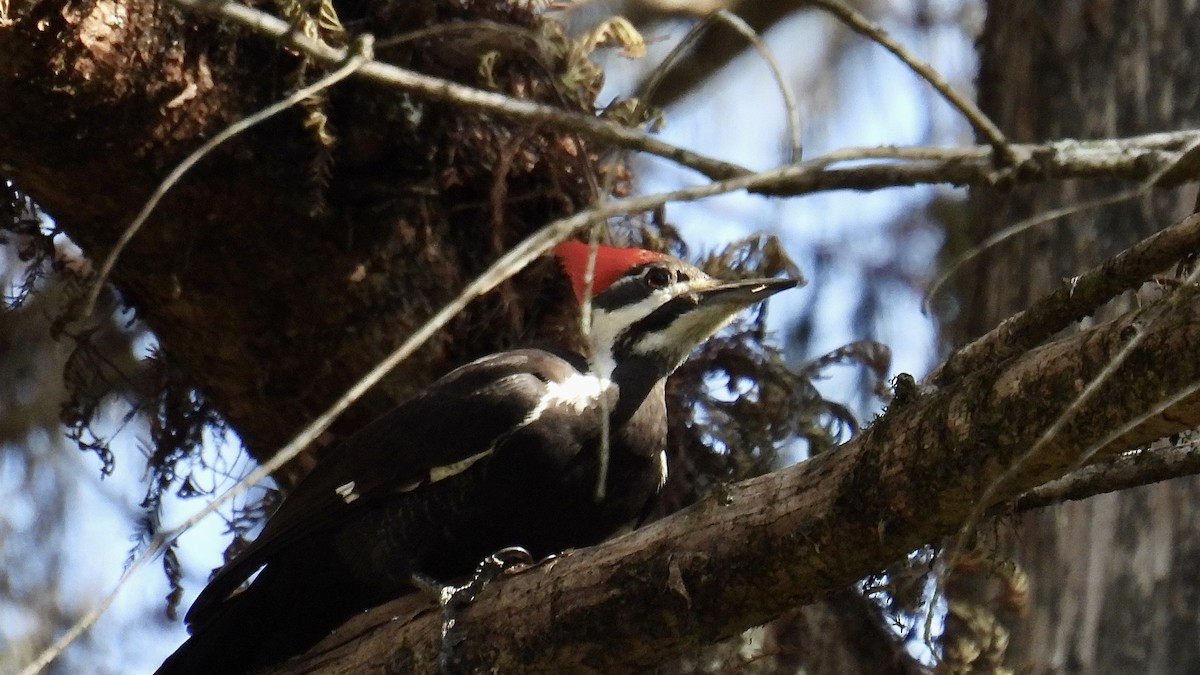Pileated Woodpecker - ML646407746