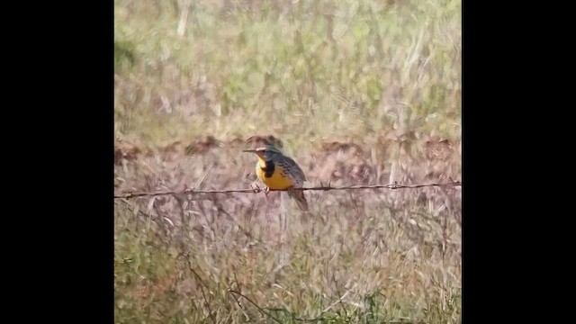 Western Meadowlark - ML646407748