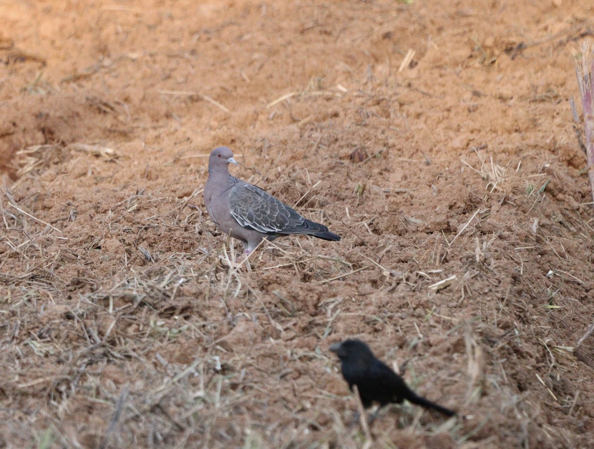 Smooth-billed Ani - ML646407749