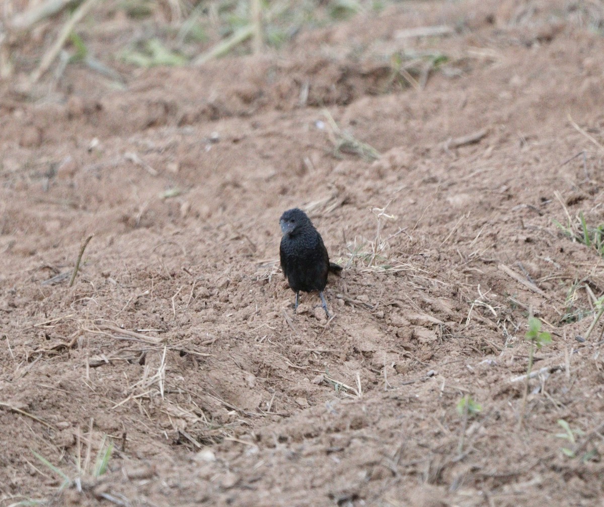 Smooth-billed Ani - ML646407750