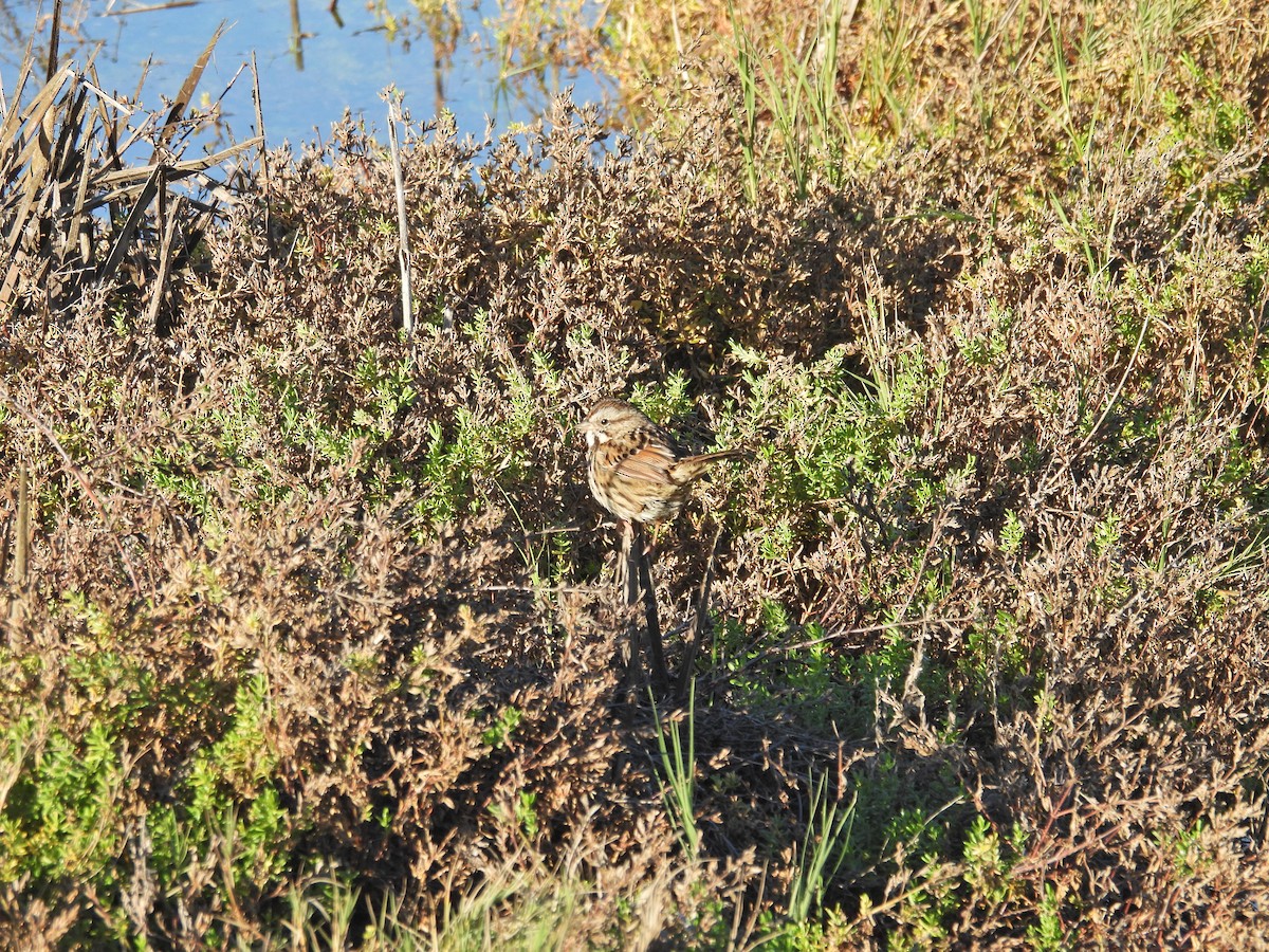 Song Sparrow - ML646407751