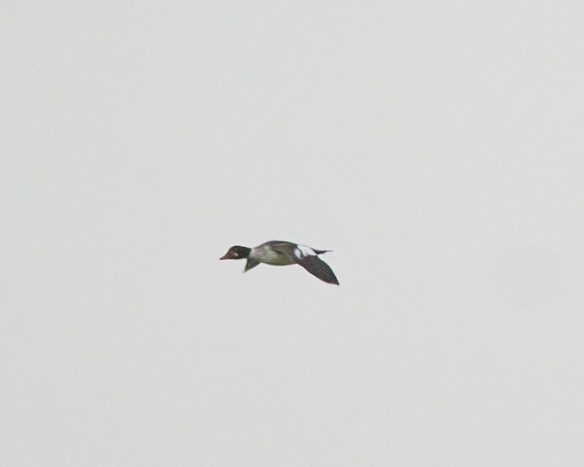 Common Goldeneye - ML646407766