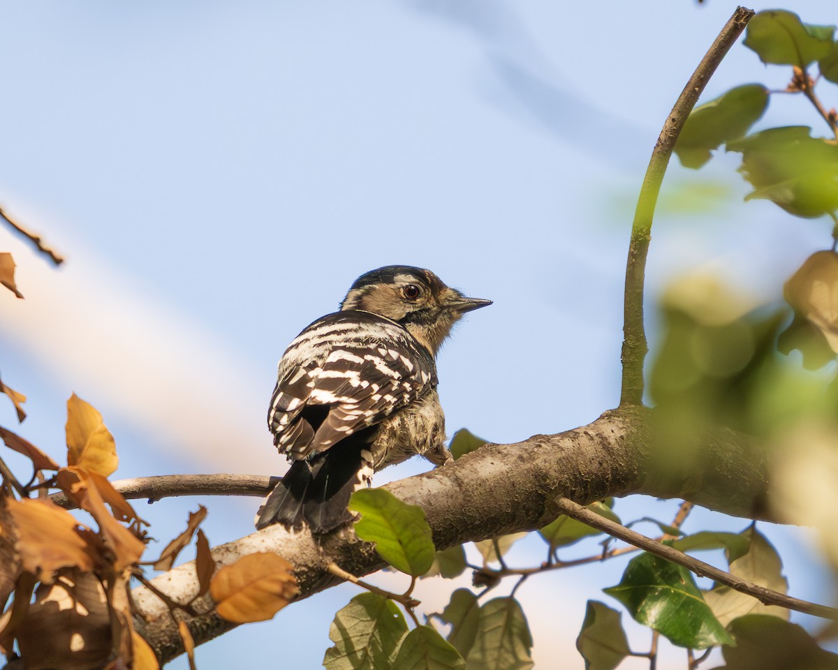 Lesser Spotted Woodpecker - ML646407769