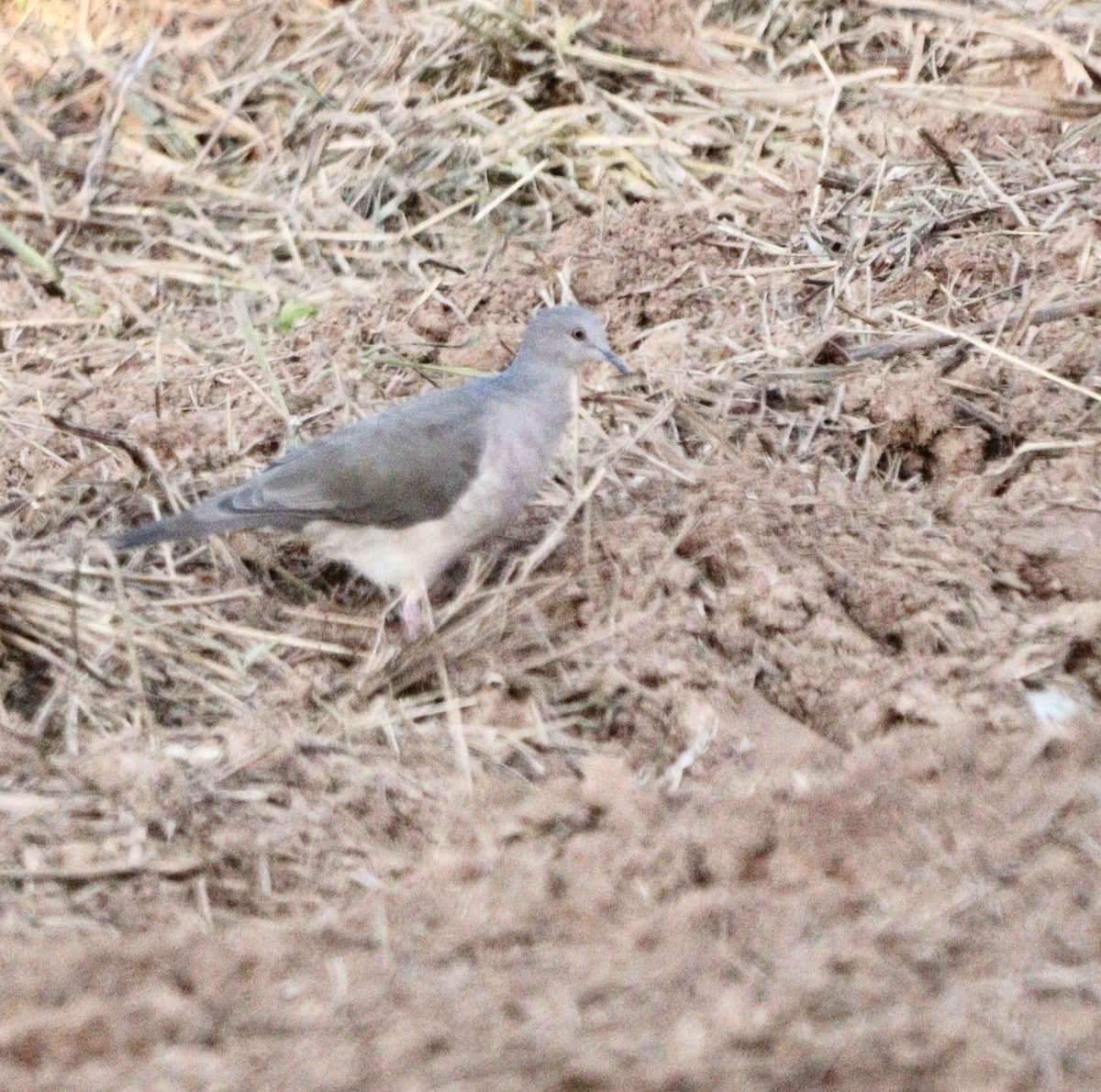 White-tipped Dove - ML646407770