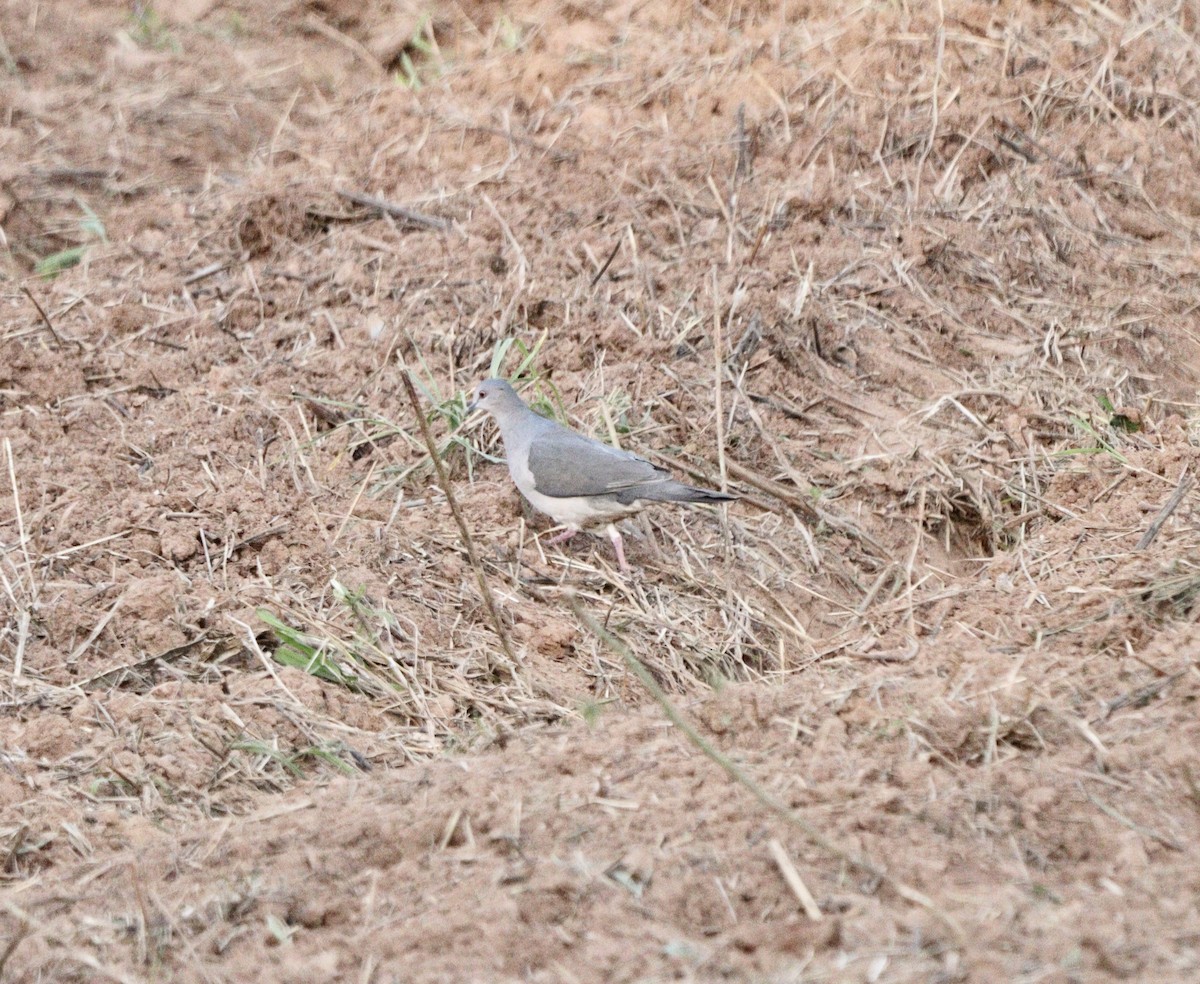 White-tipped Dove - ML646407771
