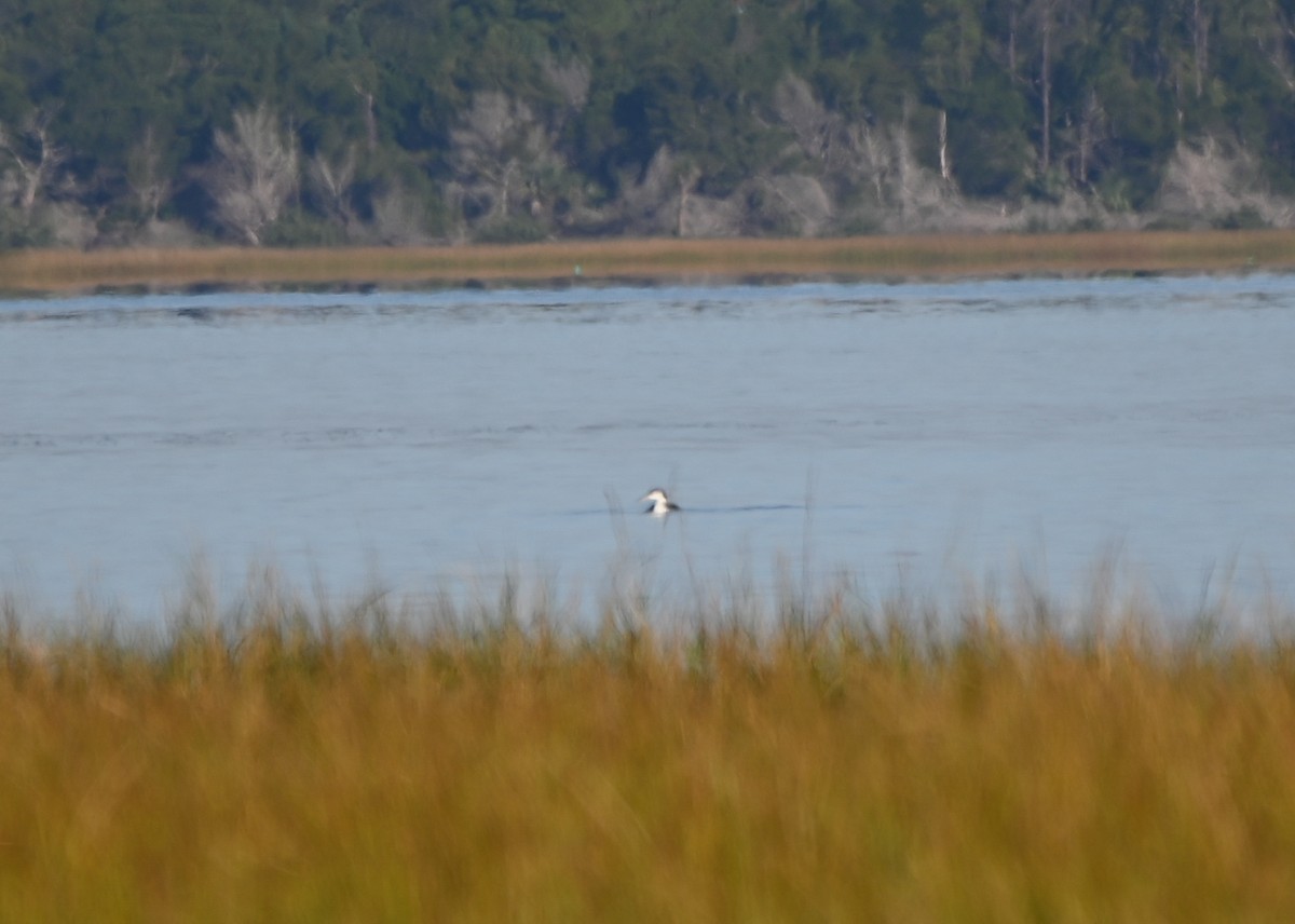 Common Loon - ML646407772